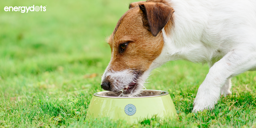 Energydots PetDOT + AquaDOT