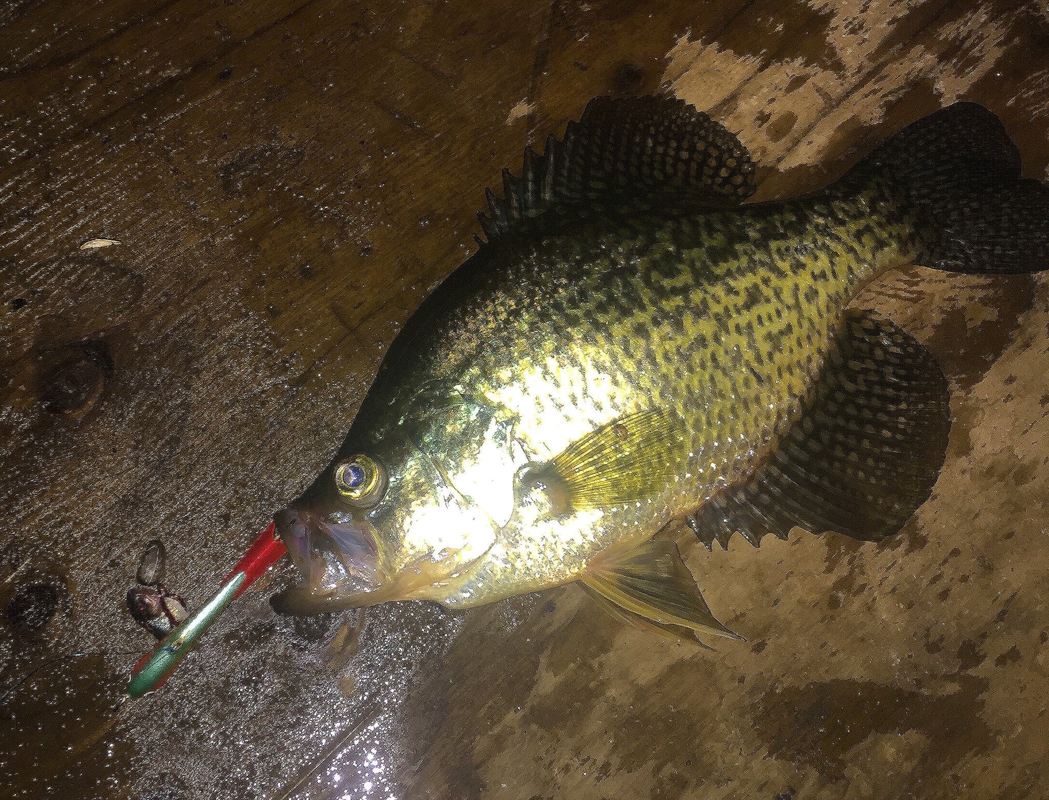 NILS Jigger 3 Lure (Final Clearance)